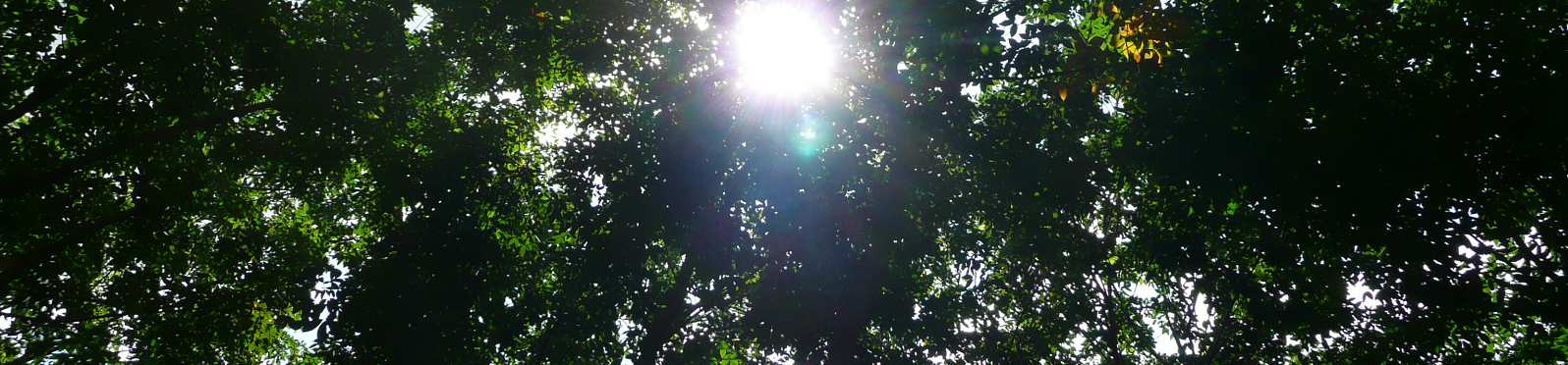 Forest canopy